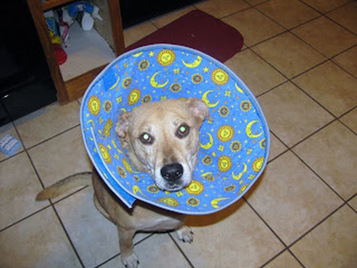 DIY dog cone