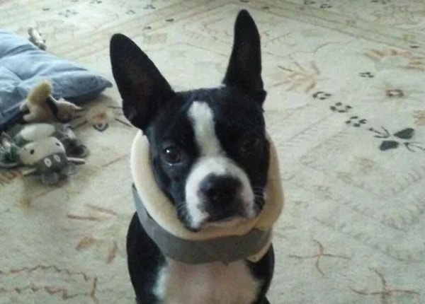 DIY dog cone