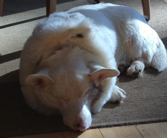 DIY dog cone