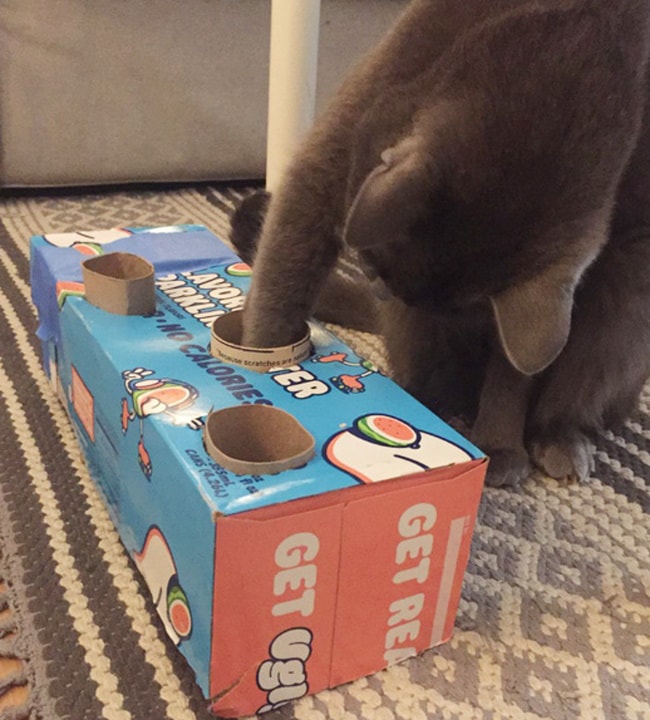 DIY slow feed cat bowl