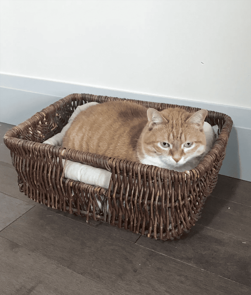 DIY_Basket_Cat_Bed_Thrift_Store_Upcycle_Challenge