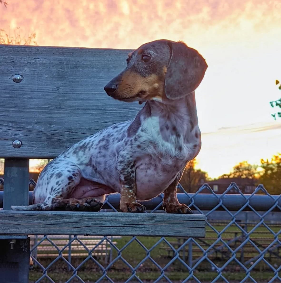 Dalmatian Dachshund Puppy standing on a bench