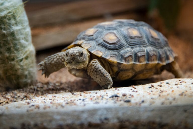 Do tortoises hibernate our vet explains with tips hepper pet resources