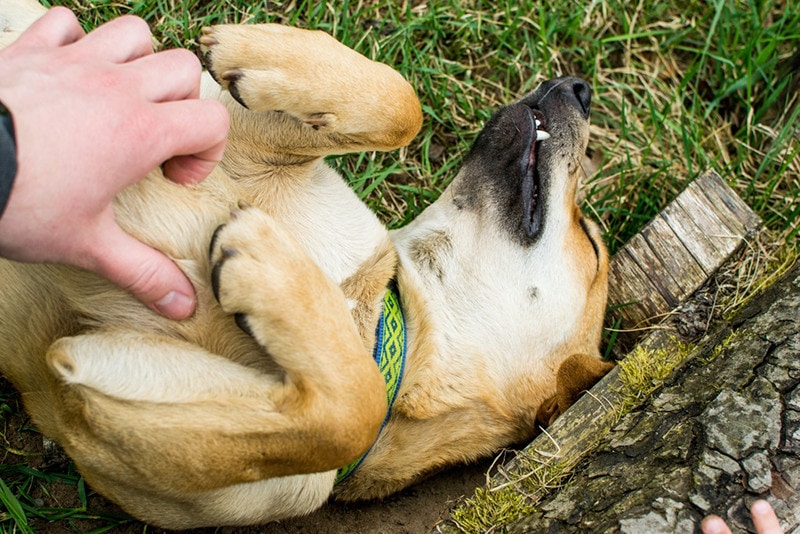 Dog Belly Rub