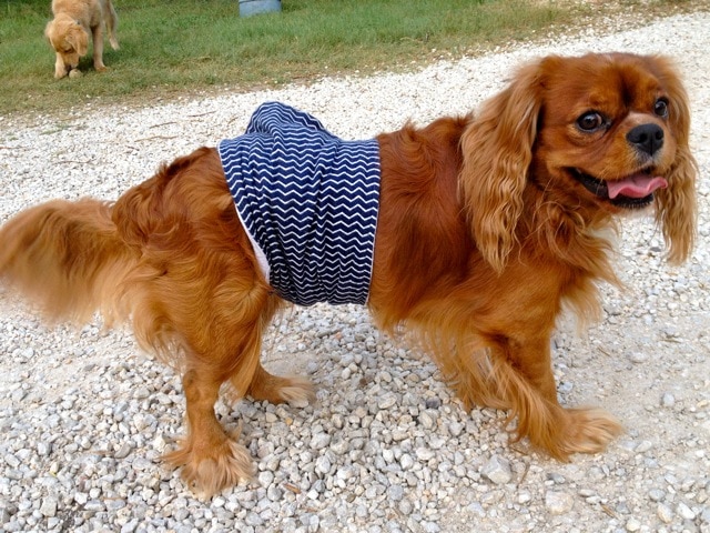 Dog Belly band