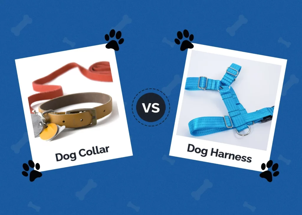 Dog Collar vs Harness - Featured Image