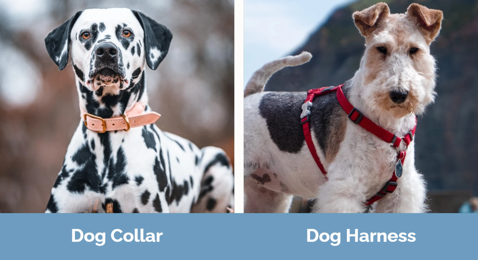 Dog Collar vs Harness - Visual Differences