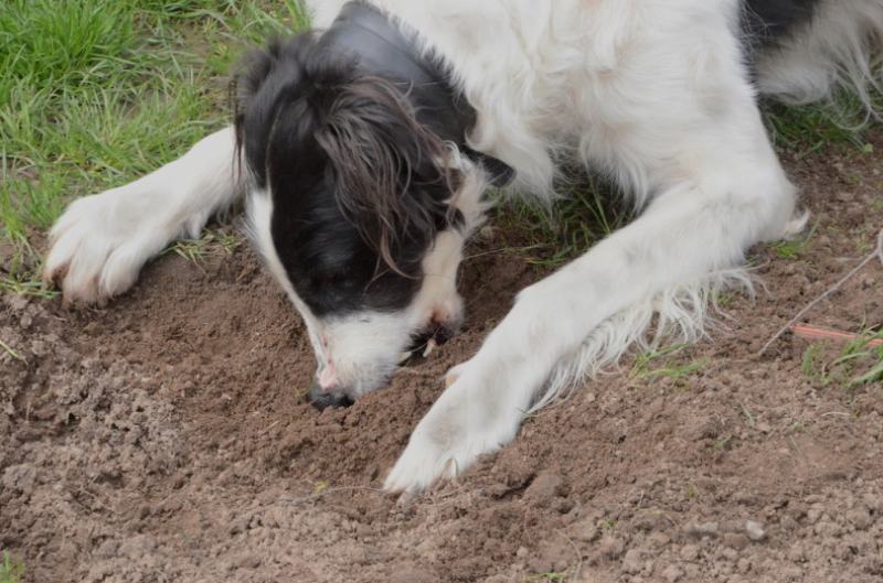 Dog eating dirt outdoors