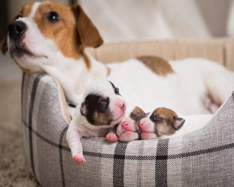 how-long-do-dogs-bleed-after-giving-birth-our-vet-explains-facts-faq
