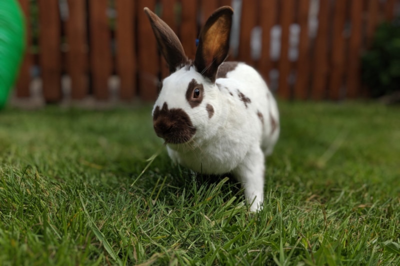 English spot rabbit eating grass in the yard