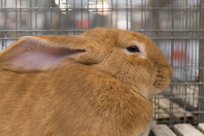 Fauve de Bourgogne rabbit in a cage