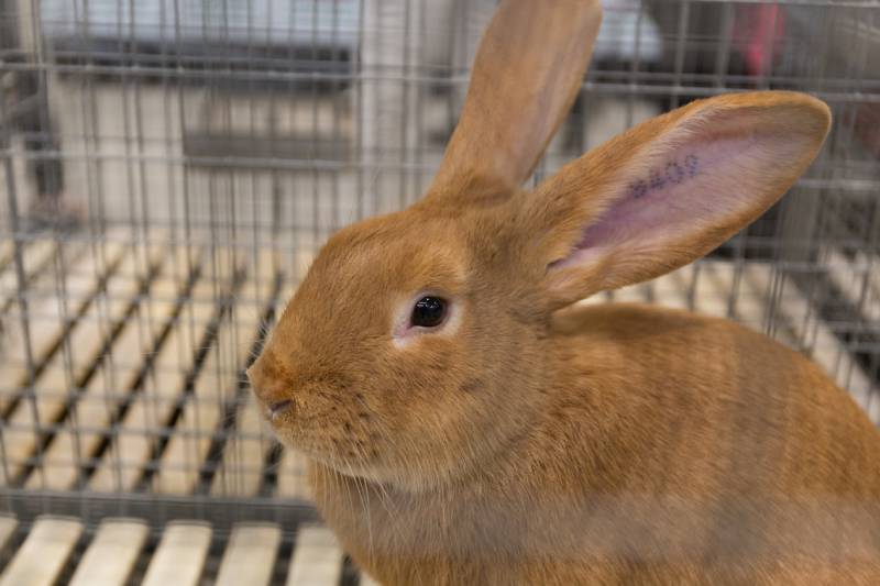 Fauve de Bourgogne rabbit in a cage
