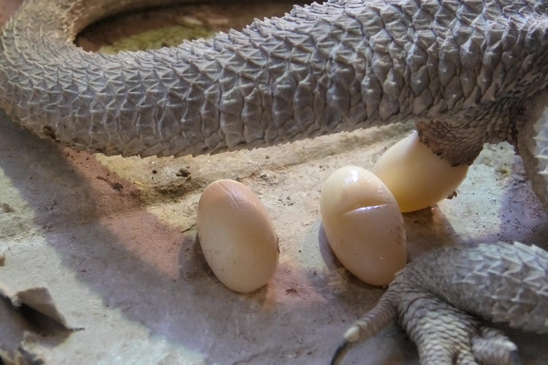 Female bearded dragon layng egss