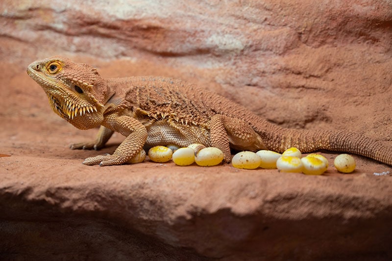 Female bearded dragon (pogona vitticeps) in a terrarium with freshly laid eggs