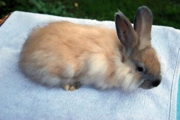 Mottling Rabbit Molting in Rabbits: Signs, Causes & Care | Hepper Pet Resources