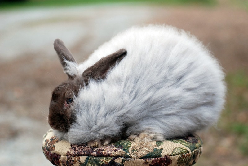 French Angora Rabbit on a stool