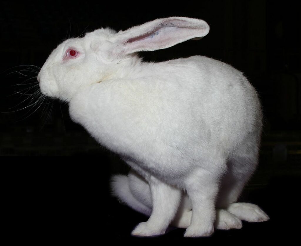 Géant blanc du Bouscat femelle