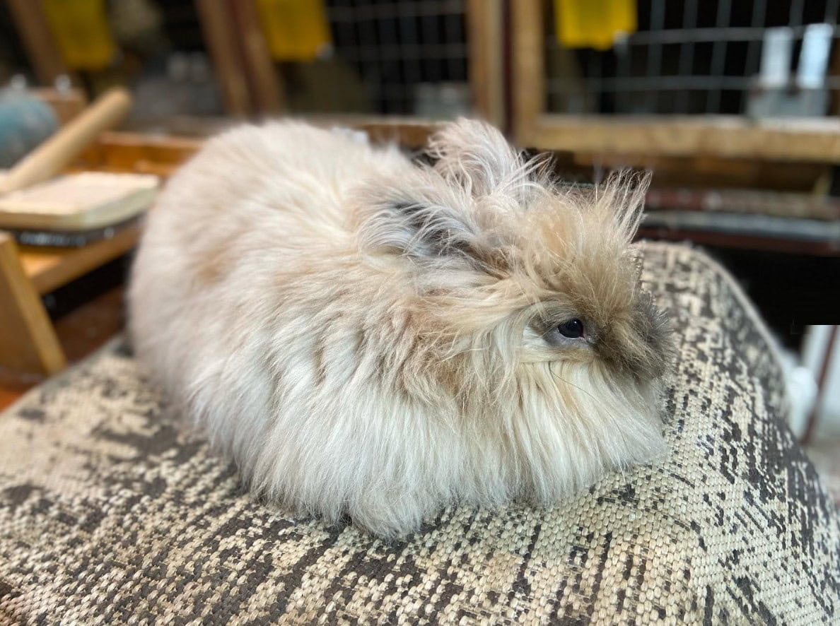 German Angora Rabbit sitting in a loaf