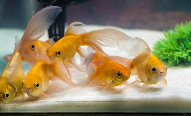 Gold fishes at the bottom of fresh water aquarium tank with white sand