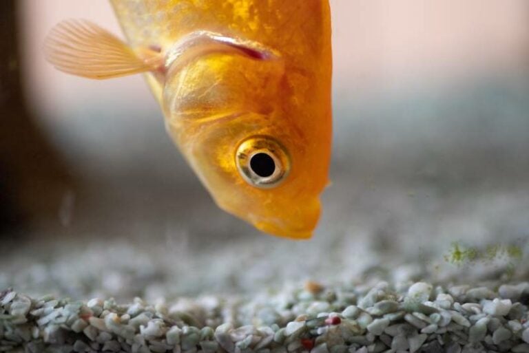 Why Do Goldfish Eat Rocks & Gravel? Vet-Reviewed Causes & Solutions ...