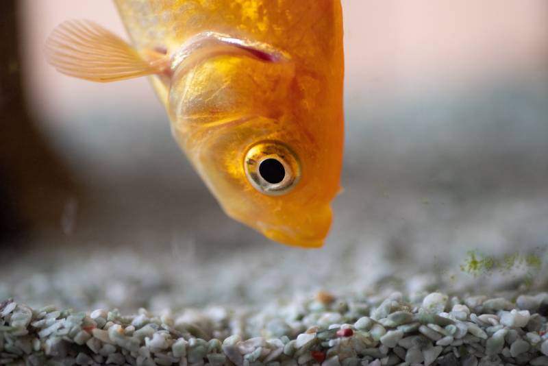 Goldfish at the bottom of aquarium looking at sand
