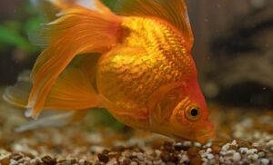 Why Do Goldfish Eat Rocks & Gravel? Vet-Reviewed Causes & Solutions ...