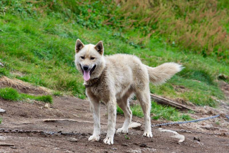 Greenlandic sled dogs near Sisimiut in Greenland