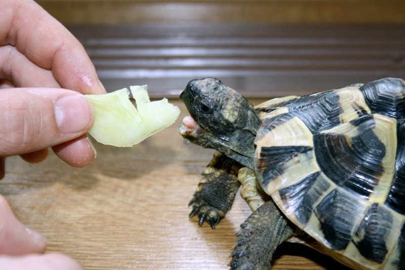 Hand feeding turtle with vegetables