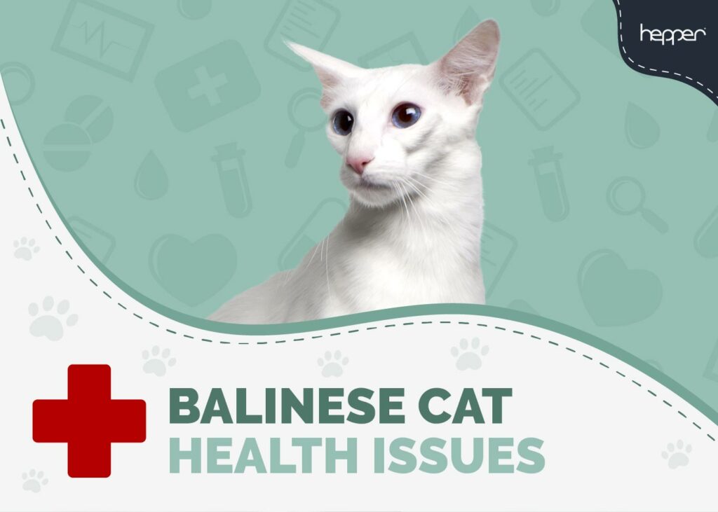 Balinese Cat Health Problems