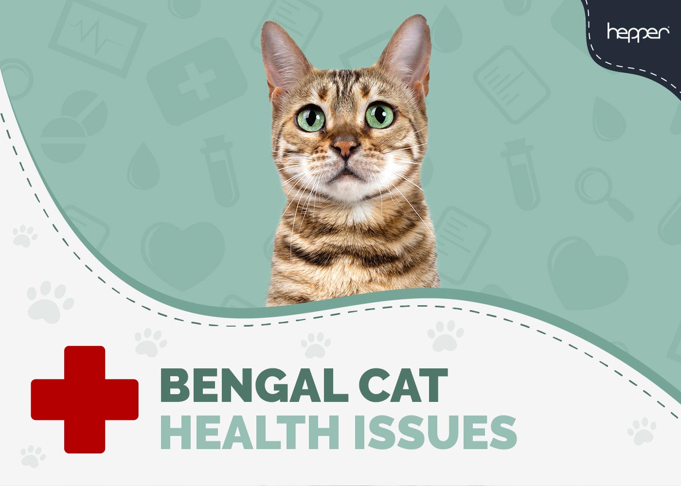 Bengal Cat Health Problems