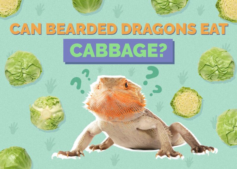 Hepper_Can Bearded Dragons Eat_Cabbages