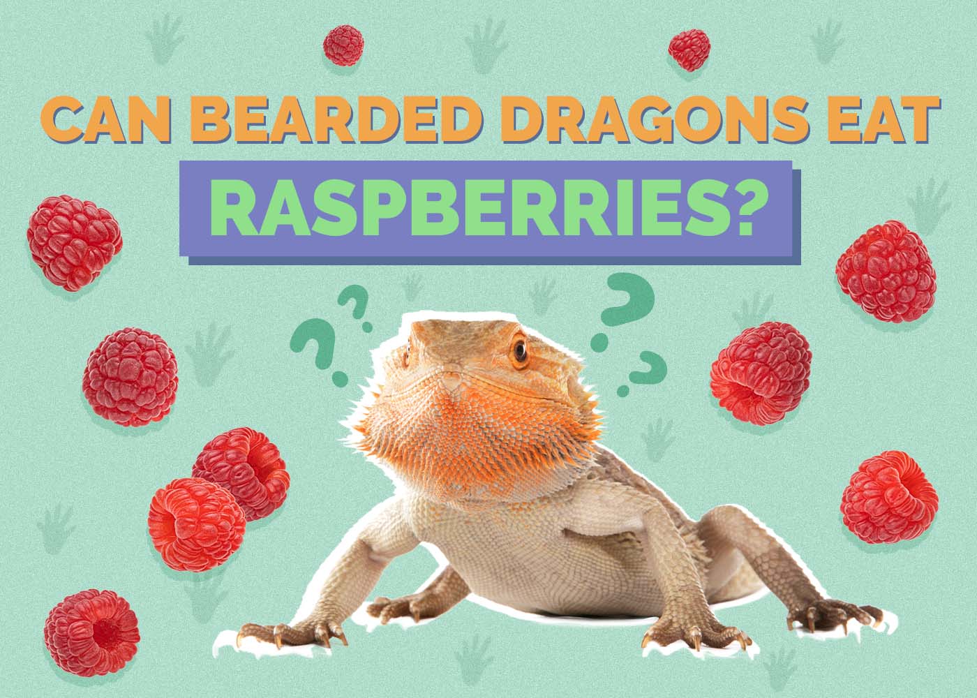 Hepper_Can Bearded Dragons Eat_Raspberries