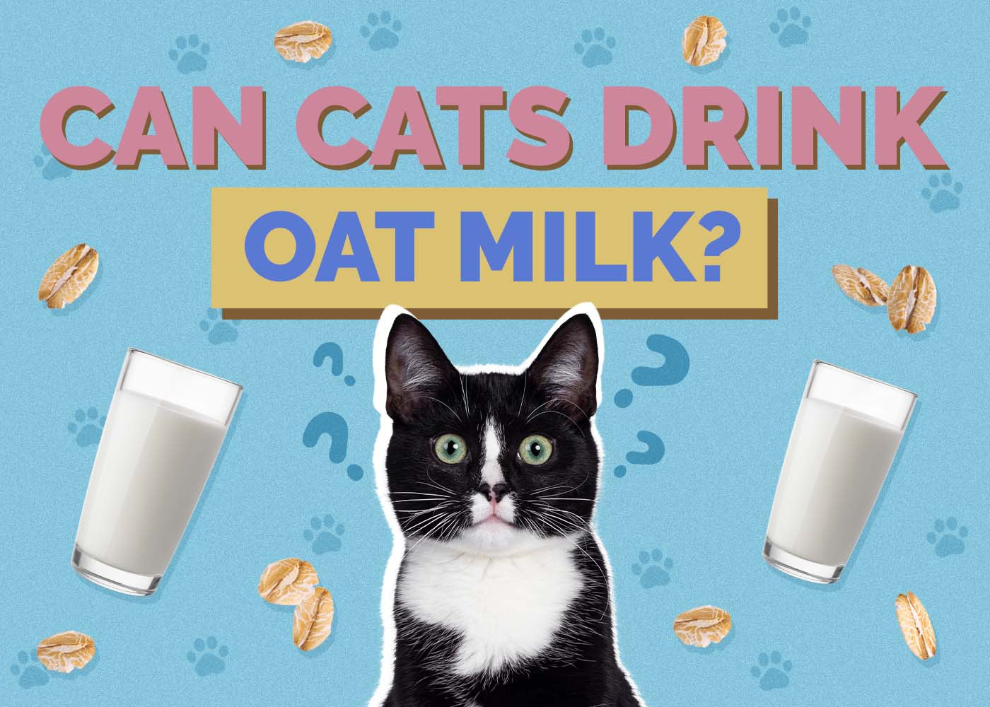 Hepper_Can Cats Drink_Oat Milk