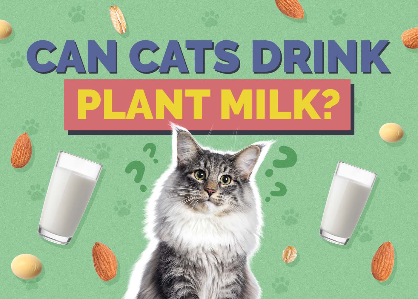 Hepper_Can Cats Drink_Plant Milk