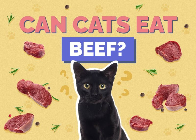 Hepper_Can Cats Eat_Beef
