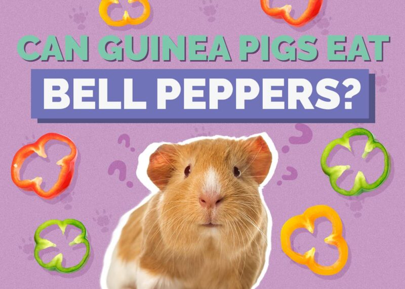 Hepper_Can Guinea Pigs Eat_Bell peppers
