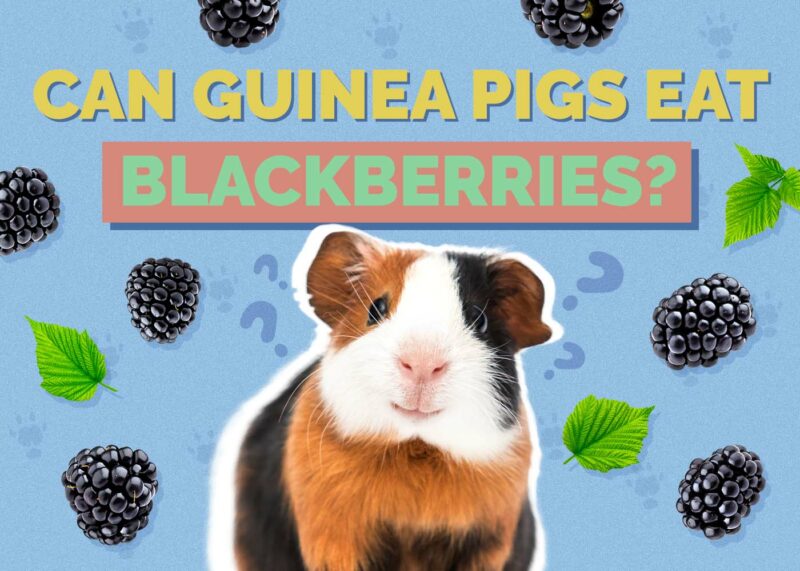 Hepper_Can Guinea Pigs Eat_Blackberries