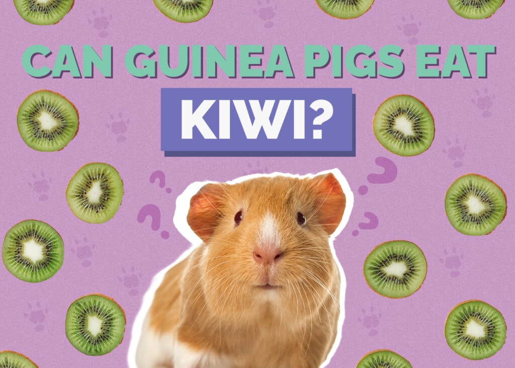 Hepper_Can Guinea Pigs Eat kiwi
