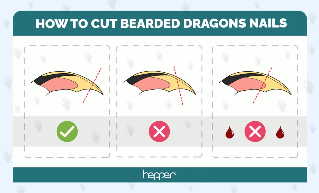 How To Cut My Bearded Dragons Nails? 5 Vet-Reviewed Steps | Hepper Pet