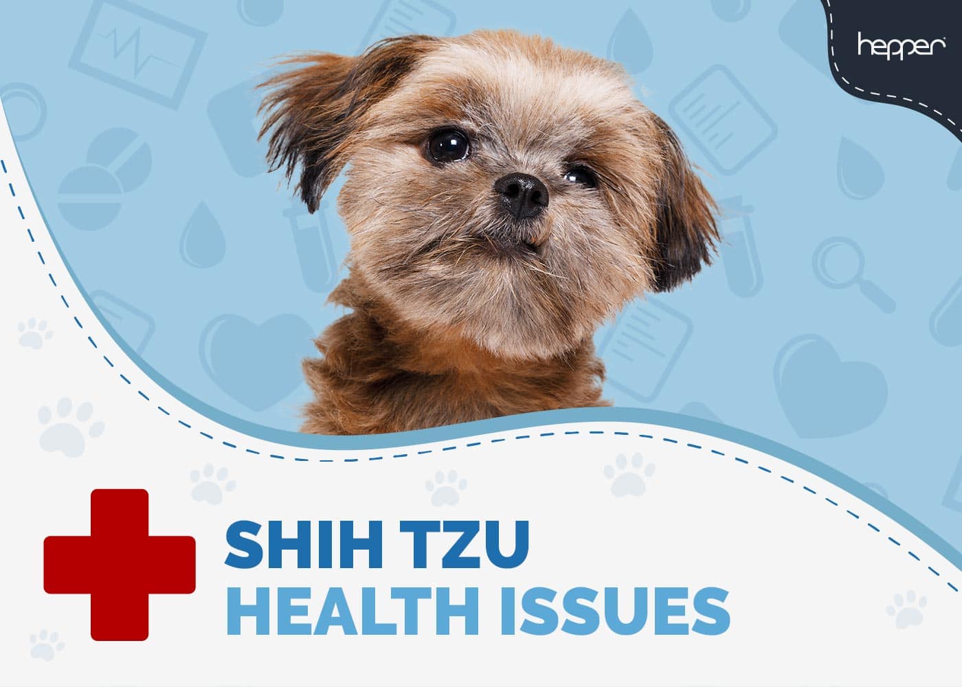 Shih Tzu Health Issues to Watch Out For