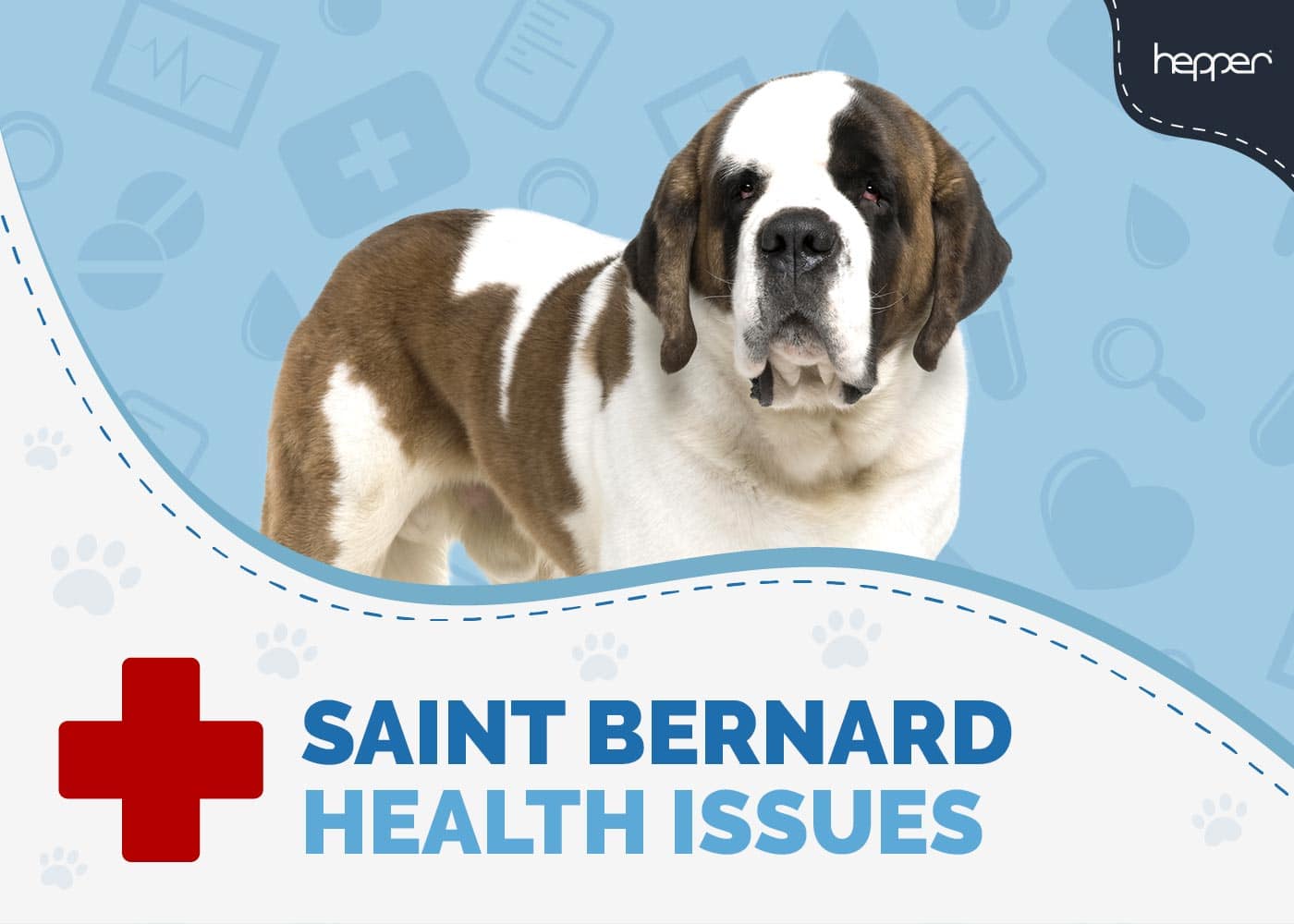 St. Bernard Health Issues