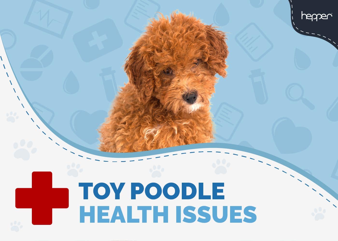 Toy Poodle Health Problems