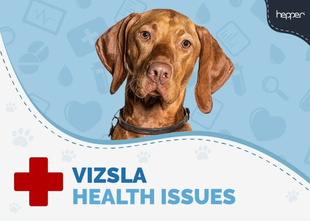 Vizsla Health Issues to Watch Out For