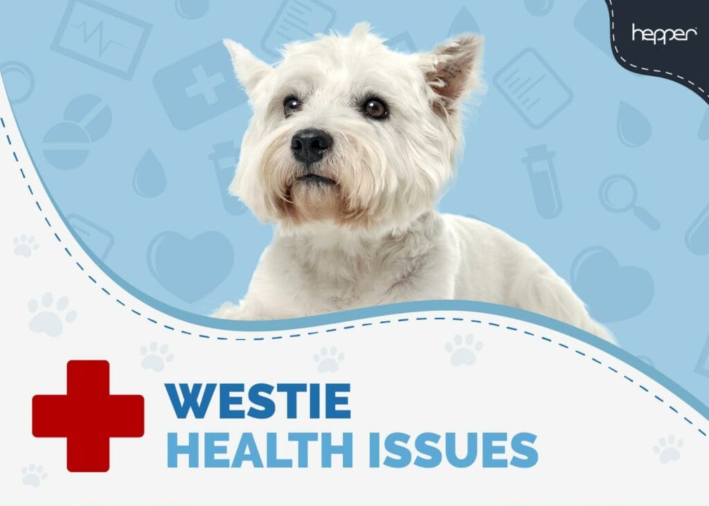 Westie Health Issues