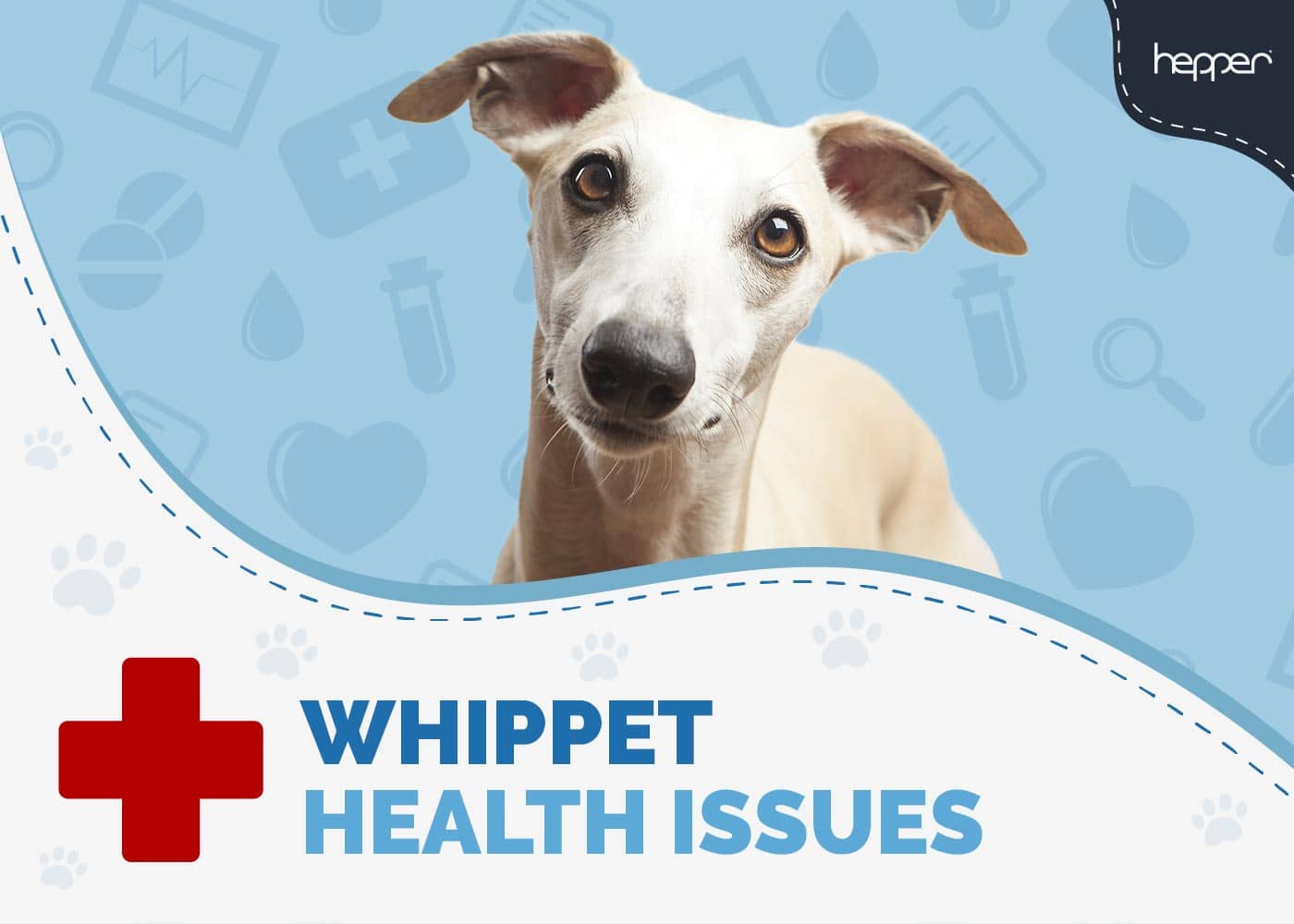 Whippet Health Issues You Need to Know