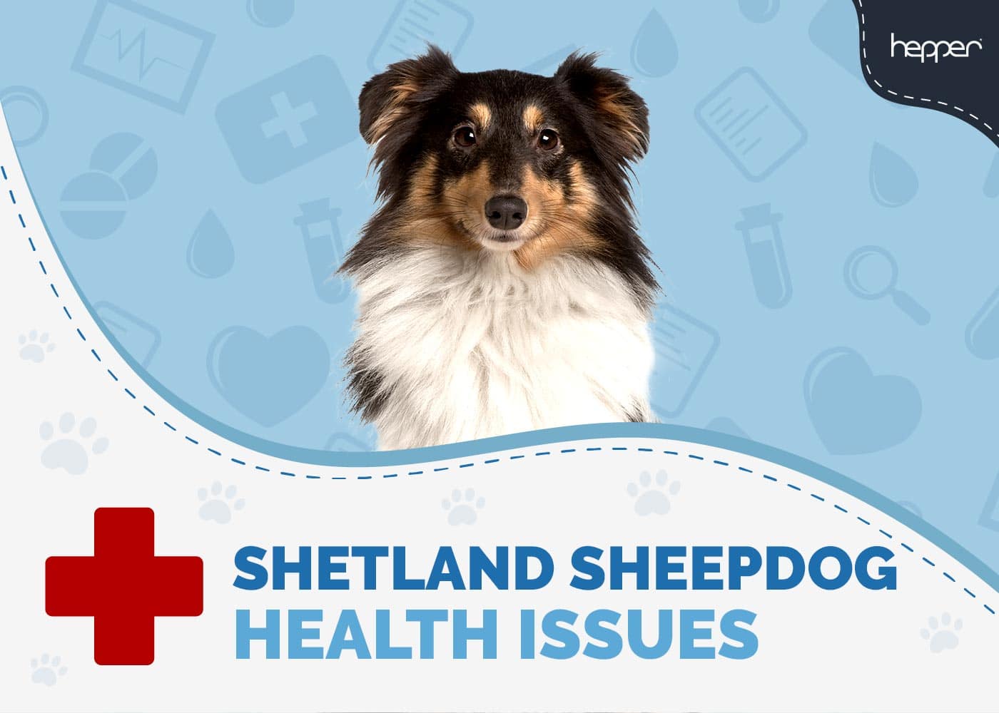 Shetland Sheepdog Health Problems & Concerns