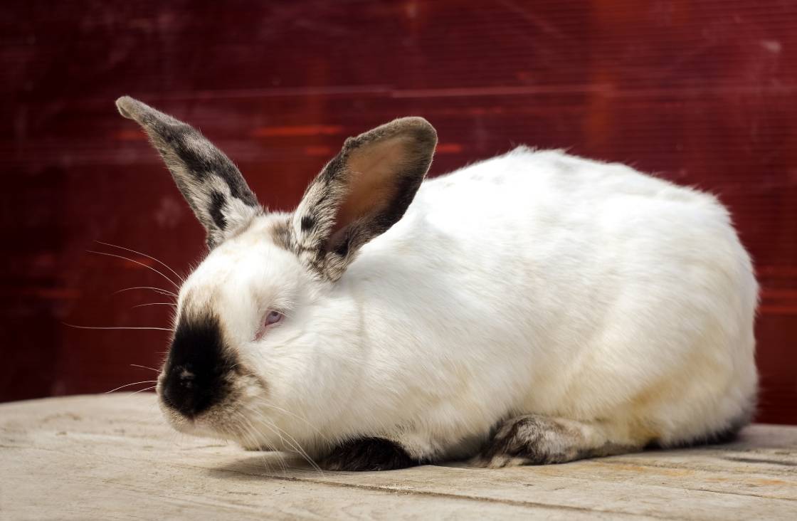 Himalayan rabbit