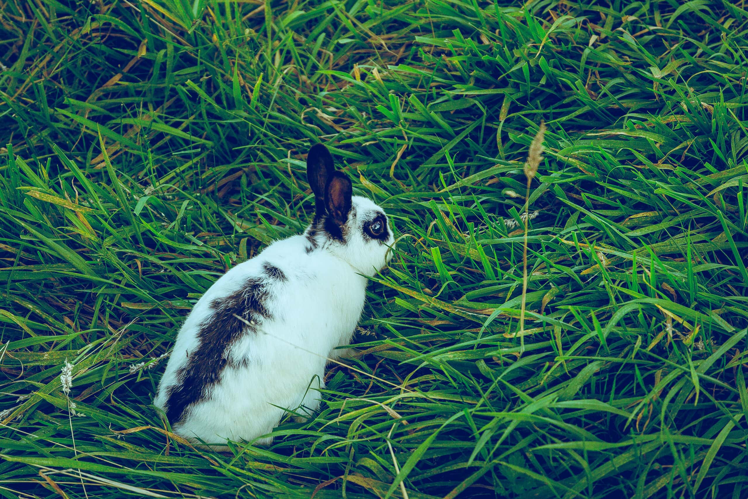 Himalayan rabbit