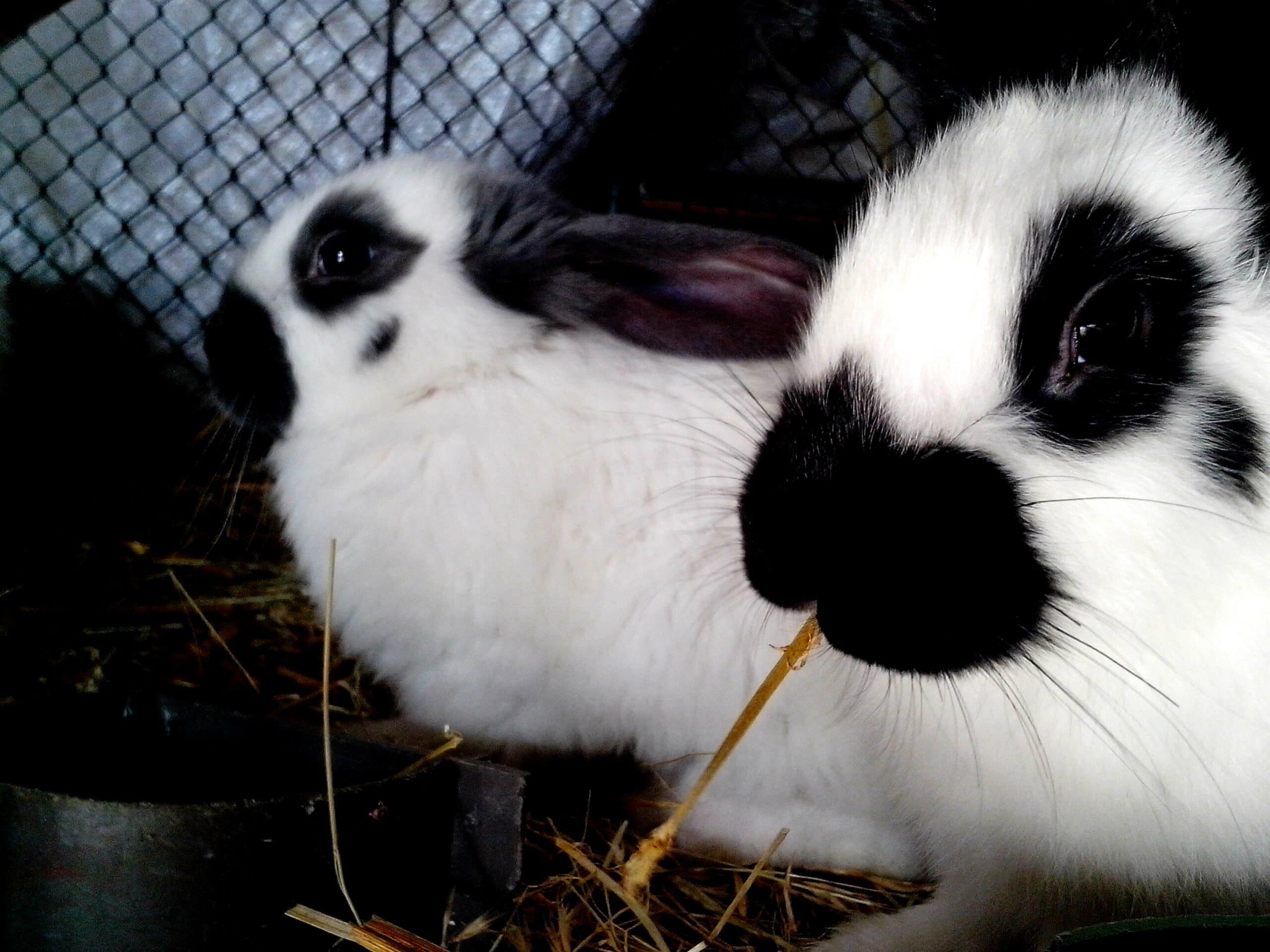 Himalayan rabbit