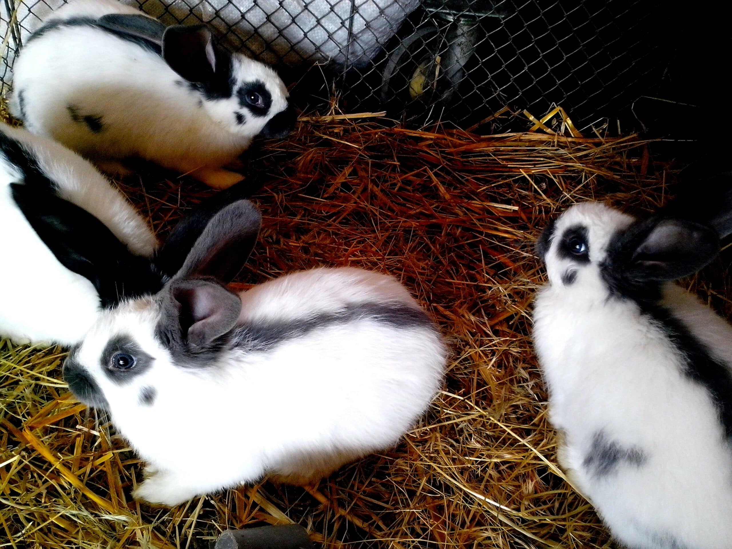 Himalayan rabbit
